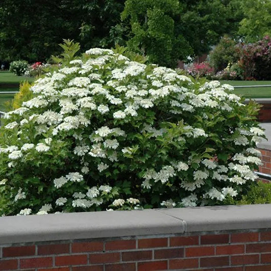 Dwarf American Cranberry