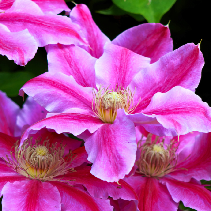 Clematis 'Boulevard®' Series