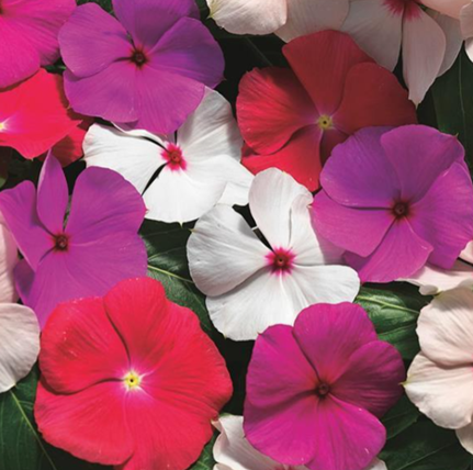 Vinca 'Cora XDR'