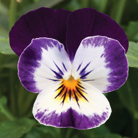 Viola 'Penny'