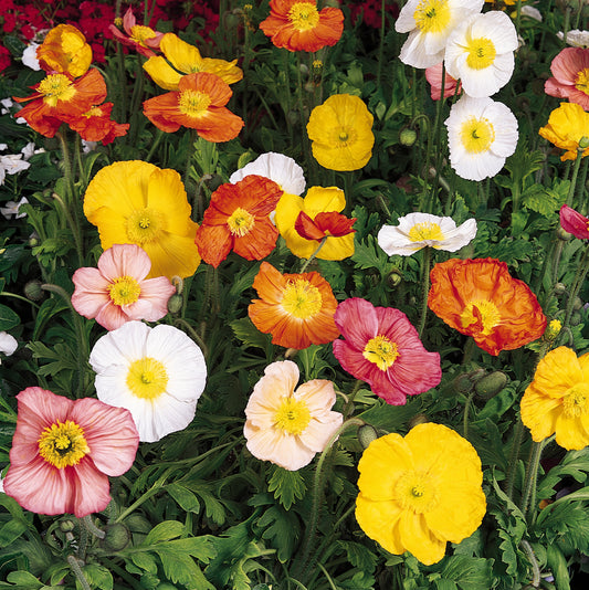 Iceland Poppy 'Champagne Bubbles' Series