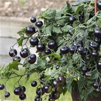 Tomato 'Akoya' Cherry