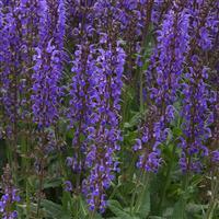 Salvia 'Bodacious'