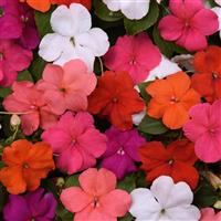 Impatiens 'Beacon'