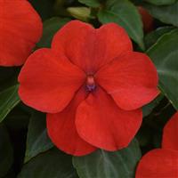Impatiens 'Beacon'