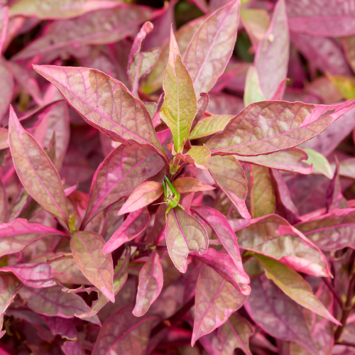 Water Amaranth