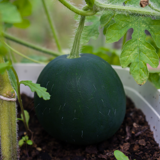 Watermelon 'Sugar Baby'