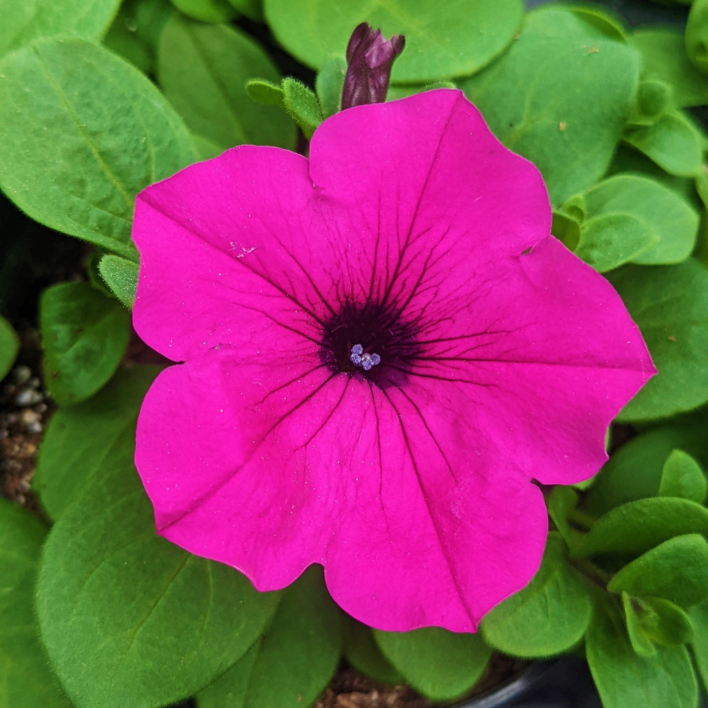 Petunia 'Easy Wave®'