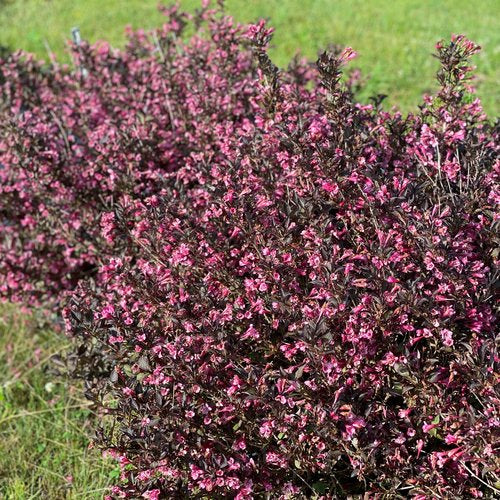 Weigela 'Very Fine Wine®'