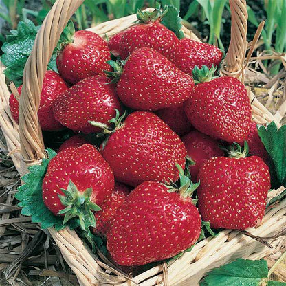 Strawberry 'AC Wendy'