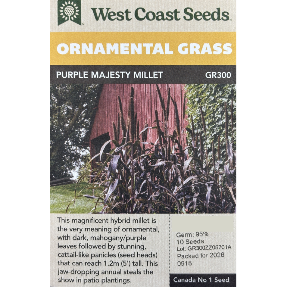 West Coast Grass Millet Purple Majesty Pkg.