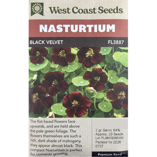 West Coast Nasturtium Black Velvet