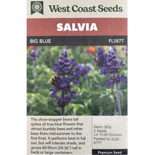 West Coast Salvia Big Blue Pkg.