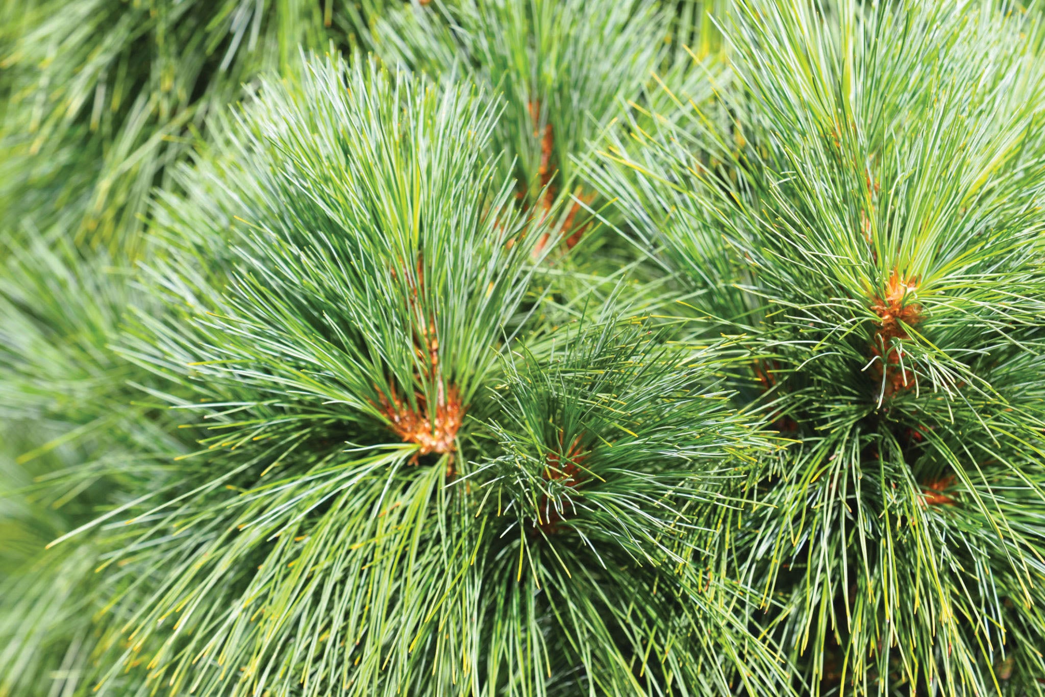 Pine 'Eastern White'