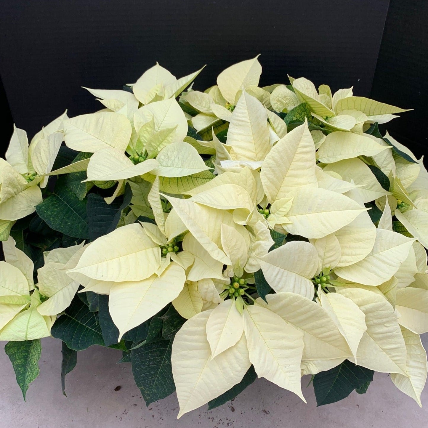 Poinsettia/Princettia
