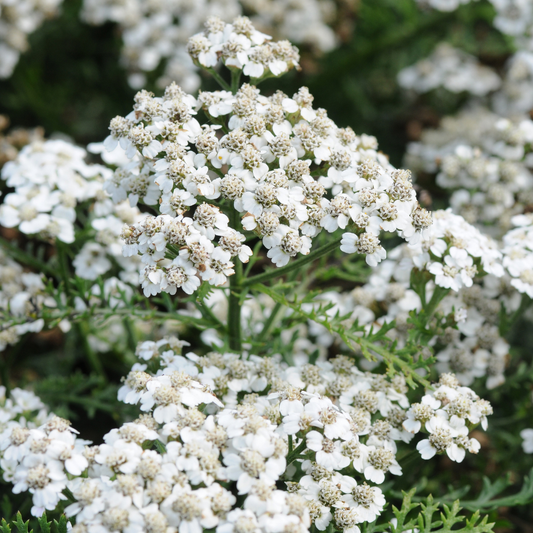 Yarrow 'New Vintage™' Series