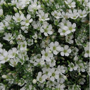 Baby's Breath 'Gypsy'