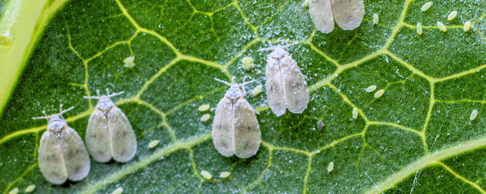 Whiteflies