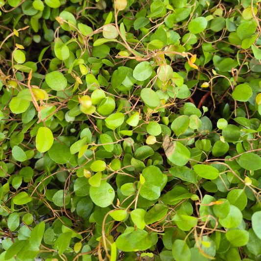 Wire Vine (Muehlenbeckia)