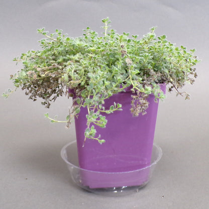 Thyme 'Woolly'