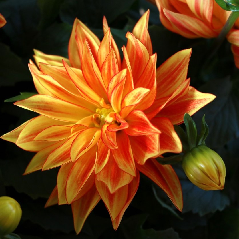 Dahlia 'XXL'