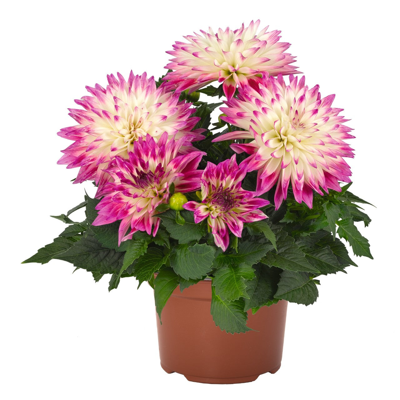 Dahlia 'XXL'