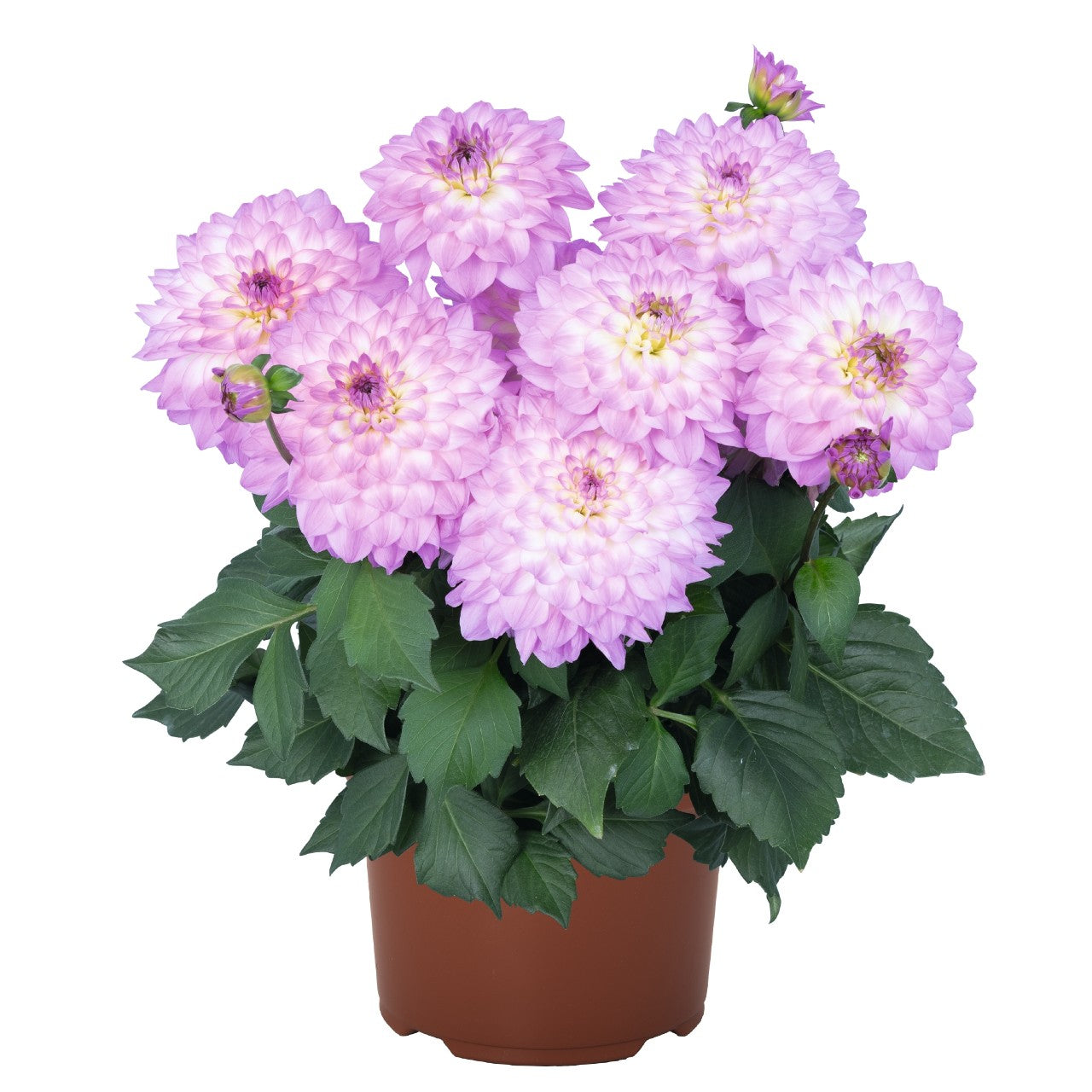 Dahlia 'XXL'