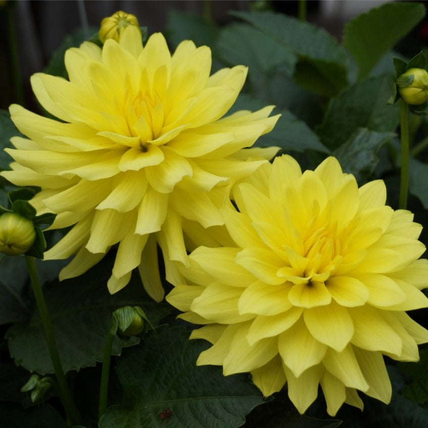 Dahlia 'XXL'