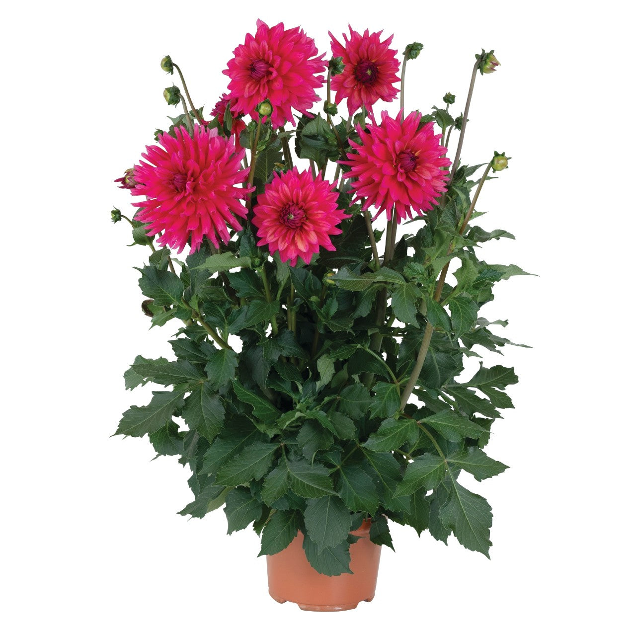 Dahlia 'XXL'