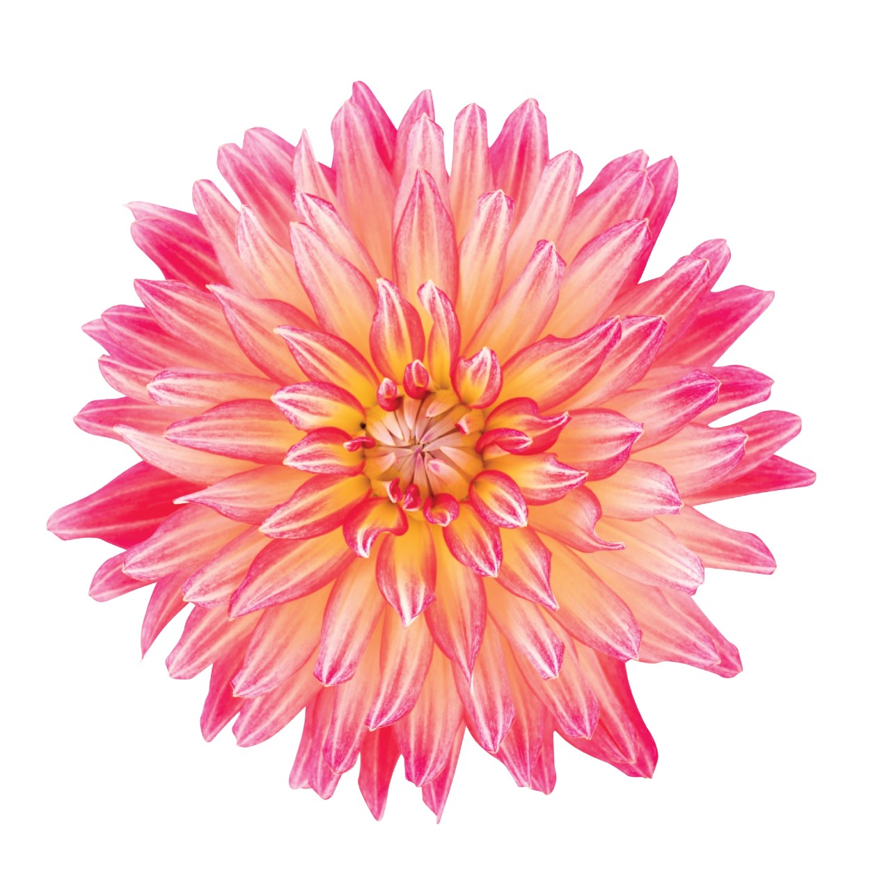 Dahlia 'XXL'