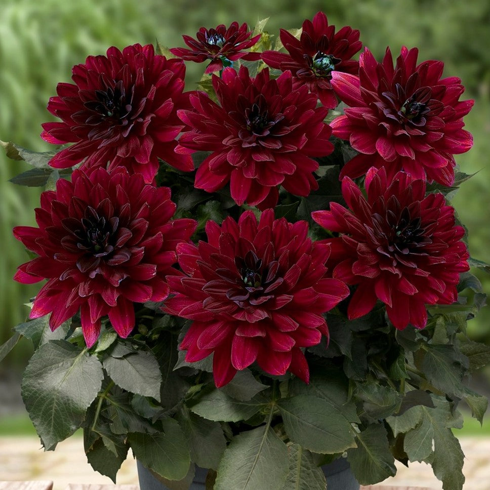 Dahlia 'XXL'