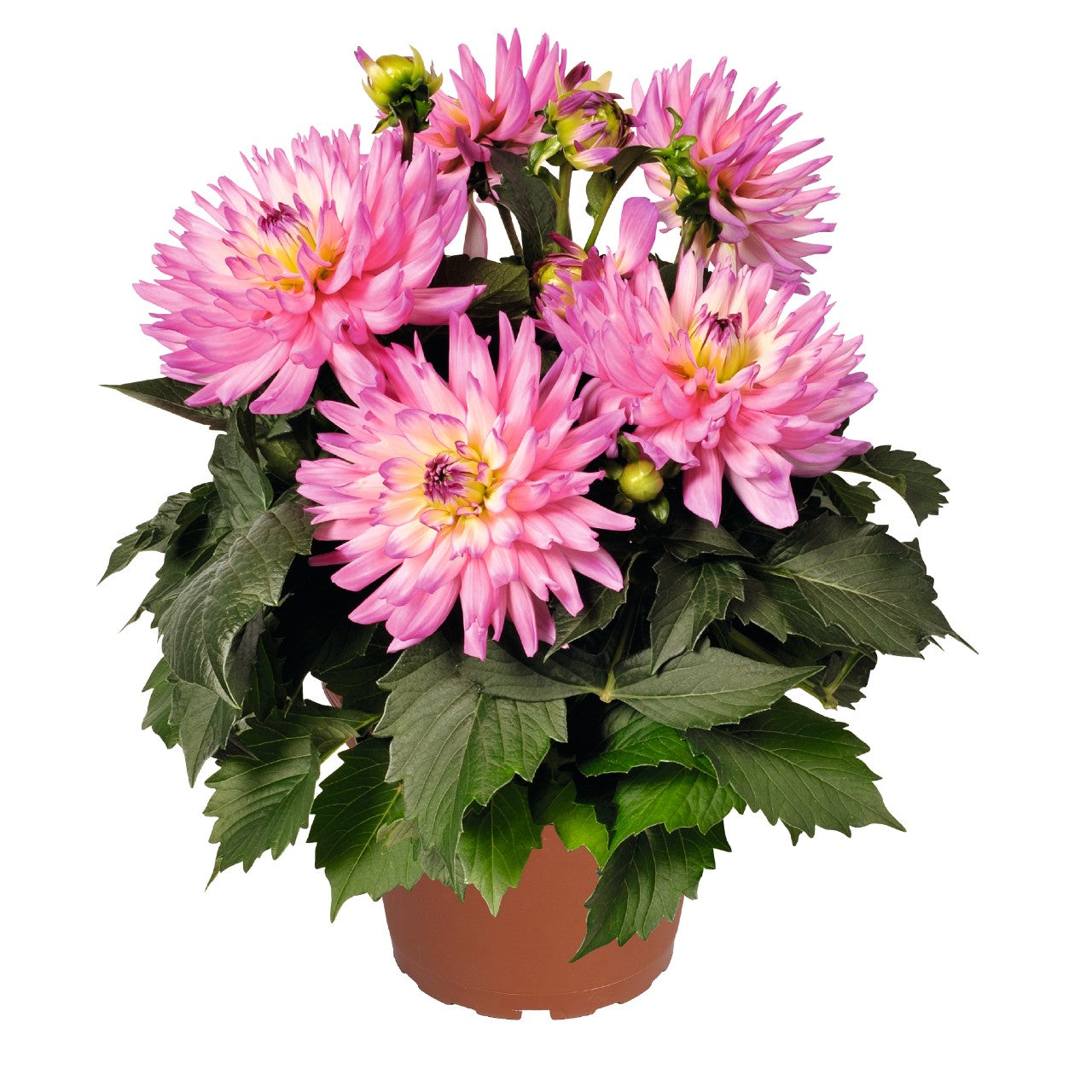 Dahlia 'XXL'