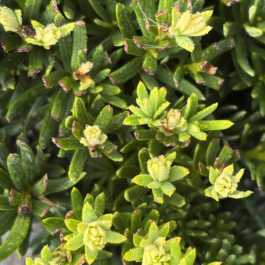 Yew 'Fairview'