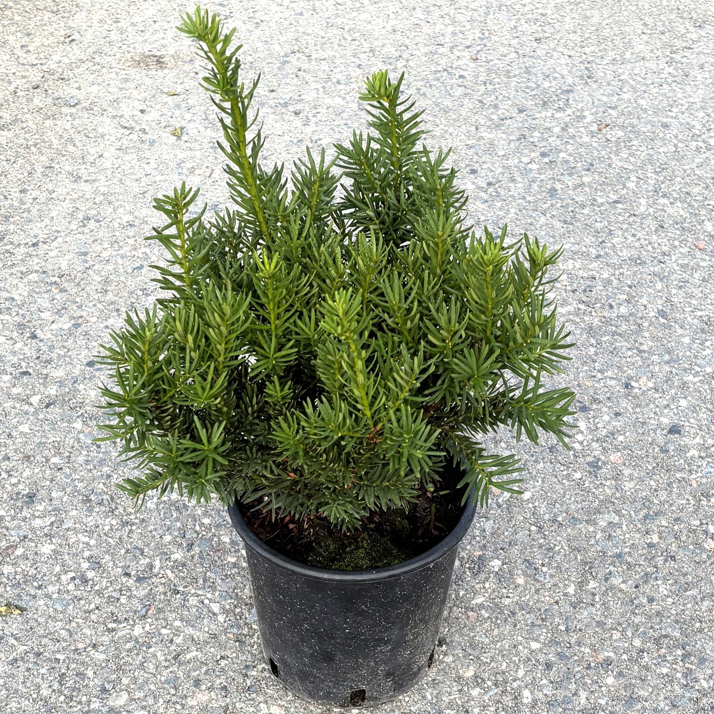 Yew 'Fairview'