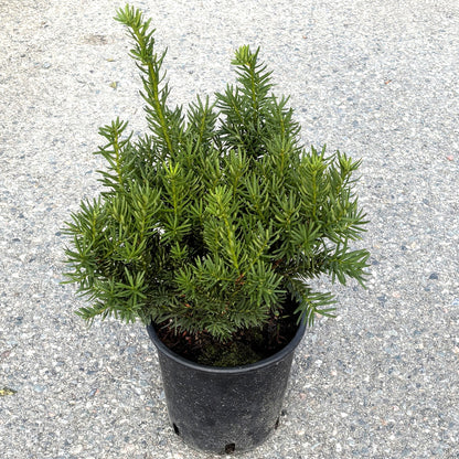 Yew 'Fairview'