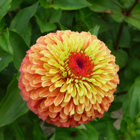 Zinnia 'Queeny'