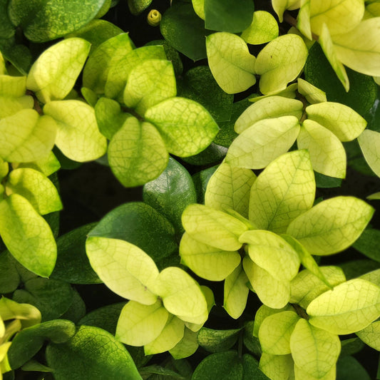 ZZ Plant 'Chameleon'