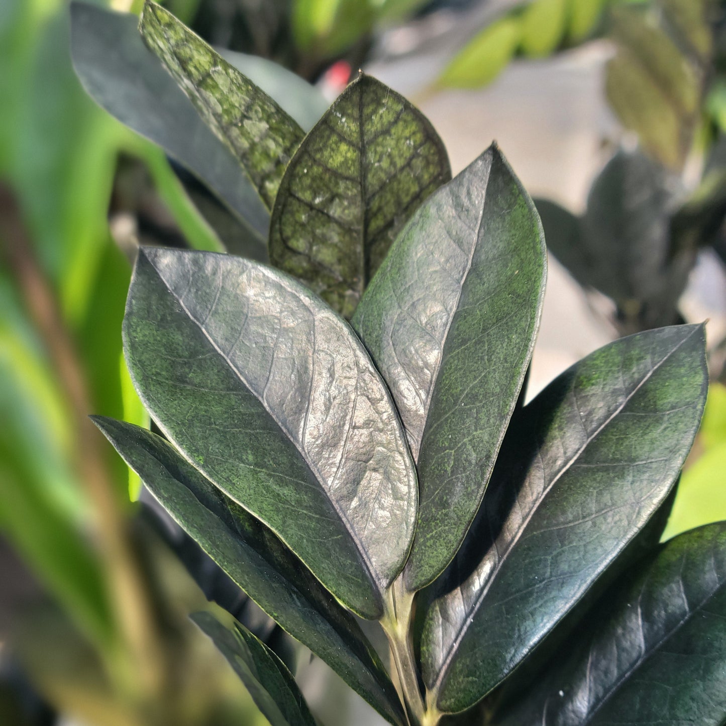 ZZ Plant 'Black'