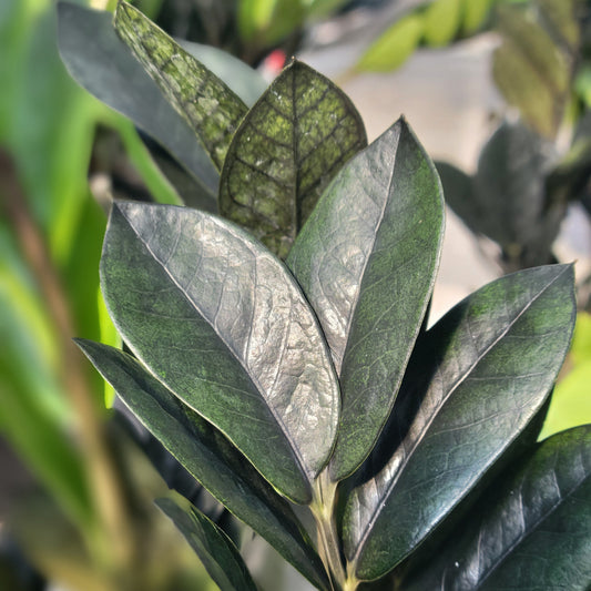 ZZ Plant 'Black'