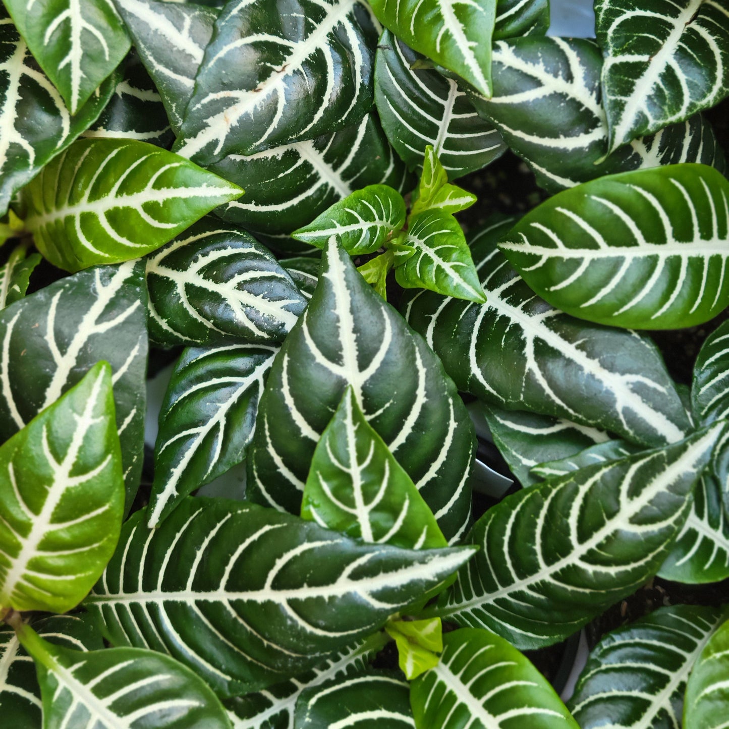 Zebra Plant