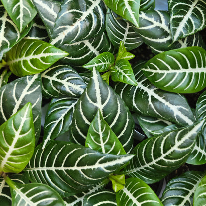 Zebra Plant