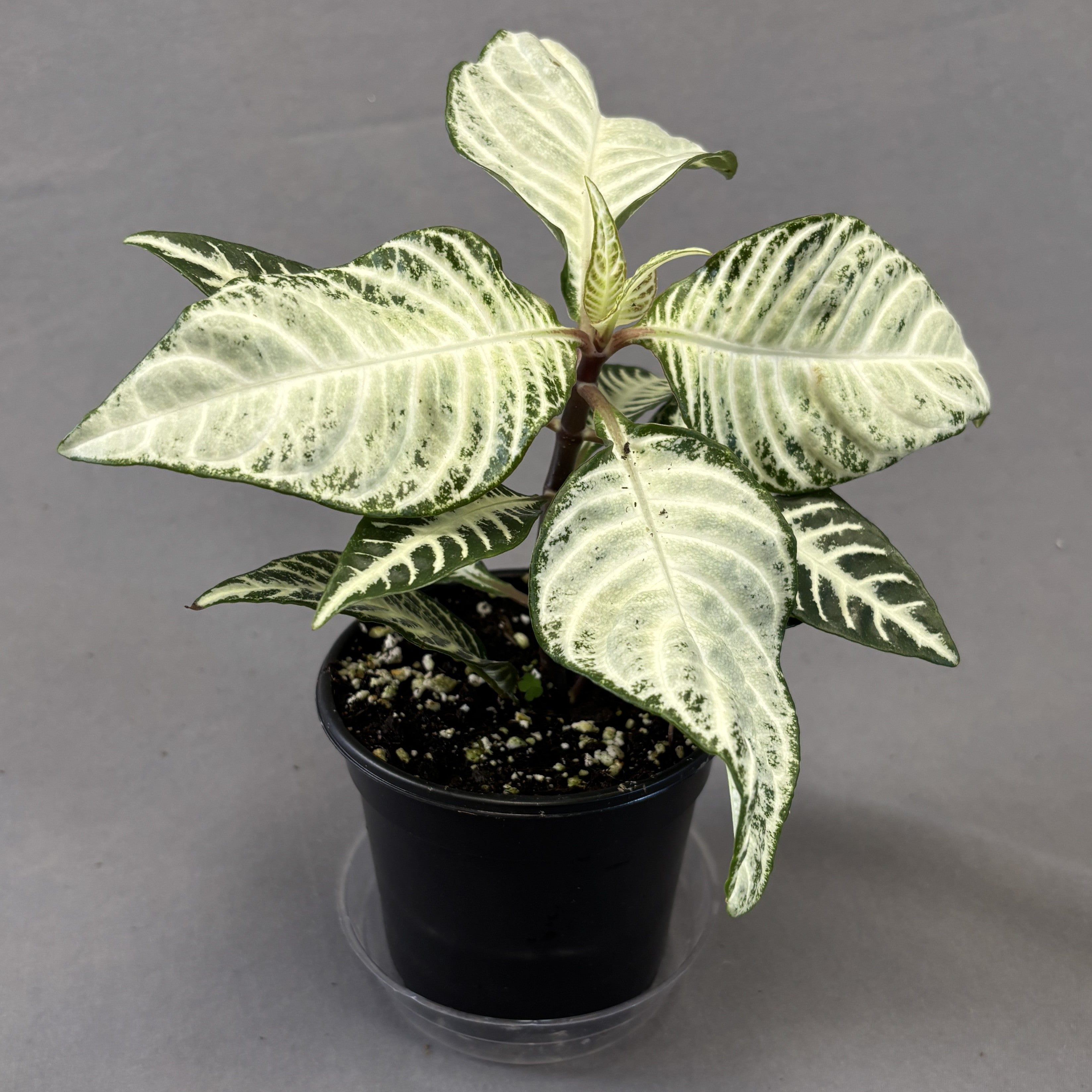 Zebra Plant 'Snow Queen'