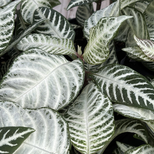 Zebra Plant 'Snow Queen'