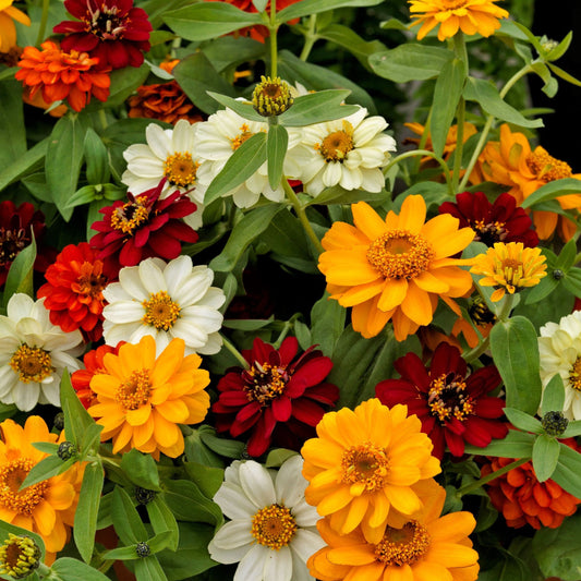 Zinnia 'Profusion' Double