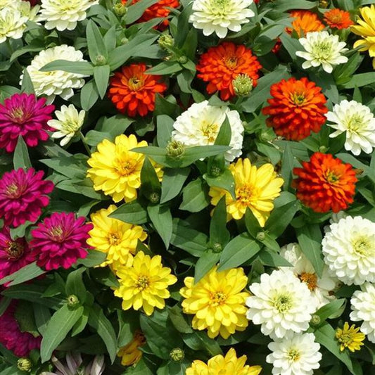 Zinnia 'Zydeco'