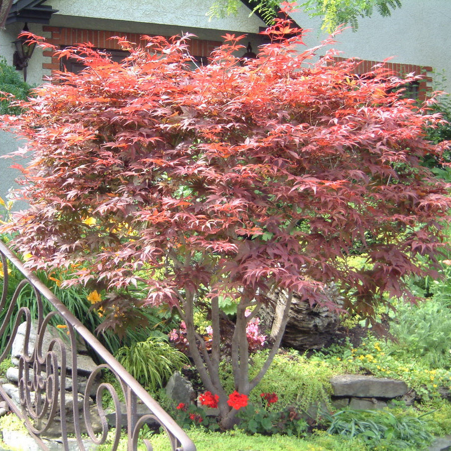 Maple 'Japanese Bloodgood'