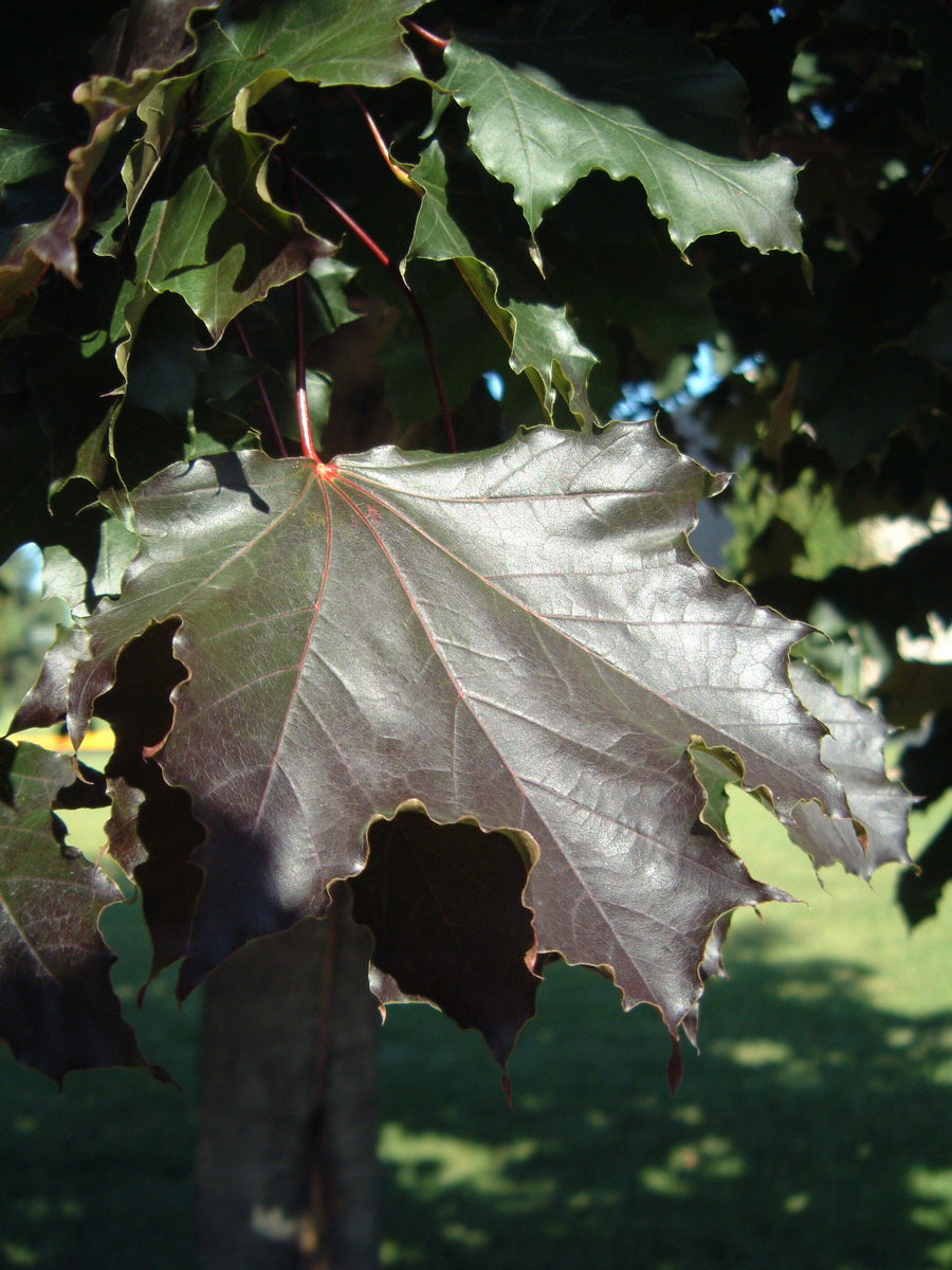 Fruit Profile