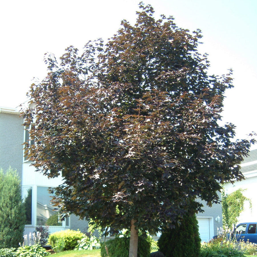 Royal Red Maple