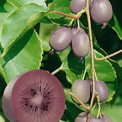 Kiwi ‘Ken’s Red’