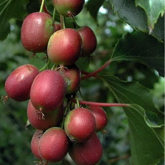 Kiwi ‘Ken’s Red’